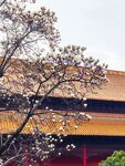 玉兰