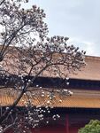 玉兰花