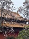 玉兰花