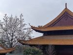 玉兰花  