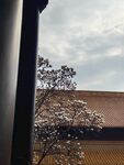 玉兰