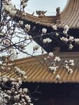 玉兰花