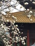 玉兰花 
