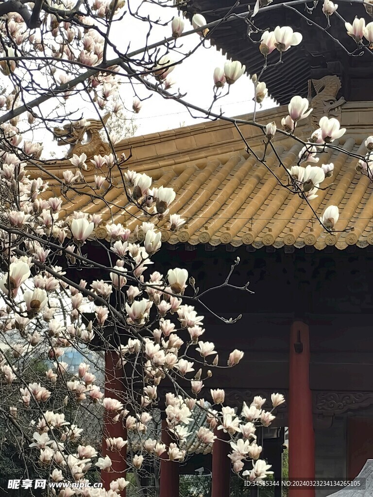 玉兰花 