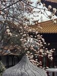 玉兰花