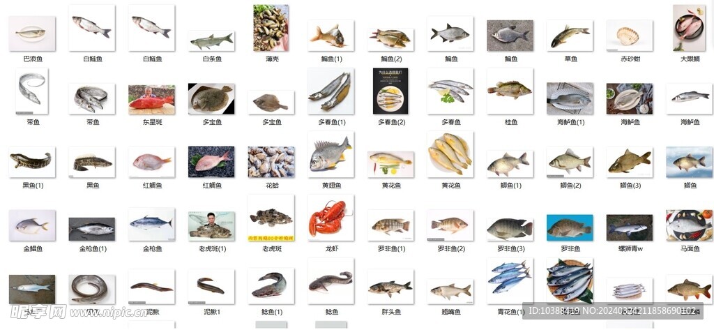 各种常见鱼类名称照片素材