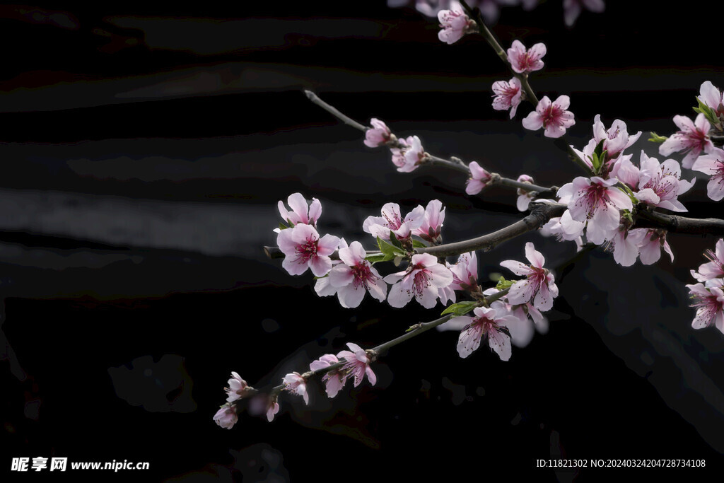 桃花盛开春意浓