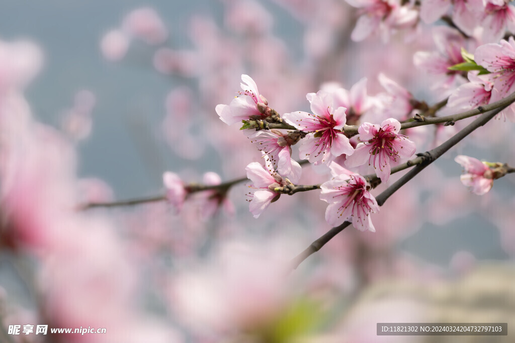 桃花盛开春意浓