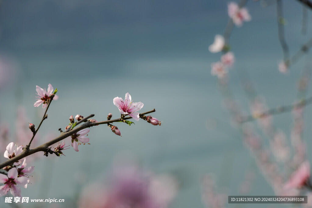 桃花盛开春意浓