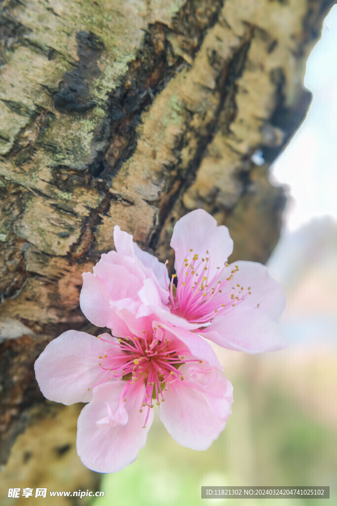 桃花盛开春意浓