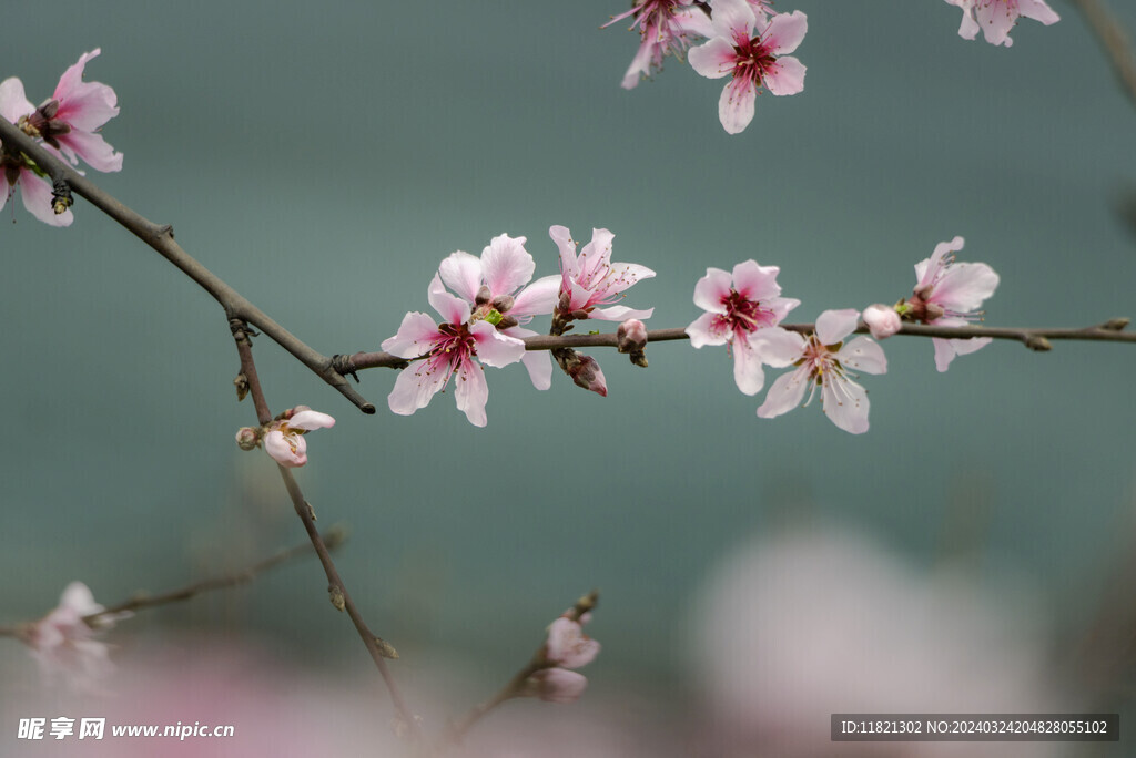 桃花盛开春意浓