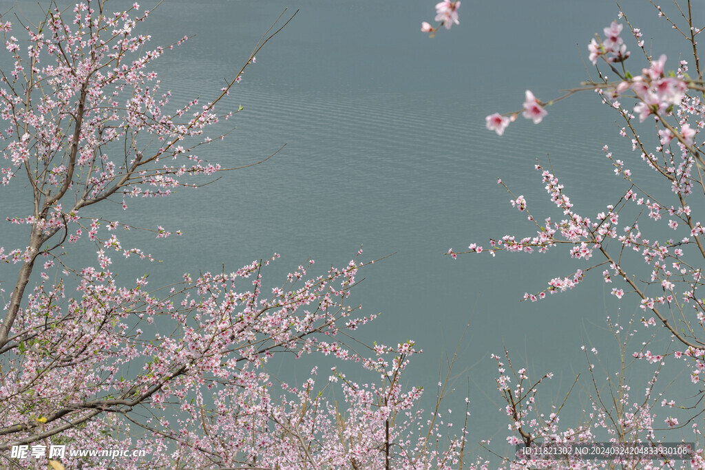 桃花盛开春意浓