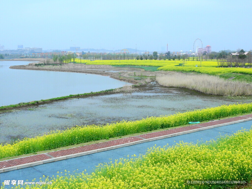 芳兰湖油菜花