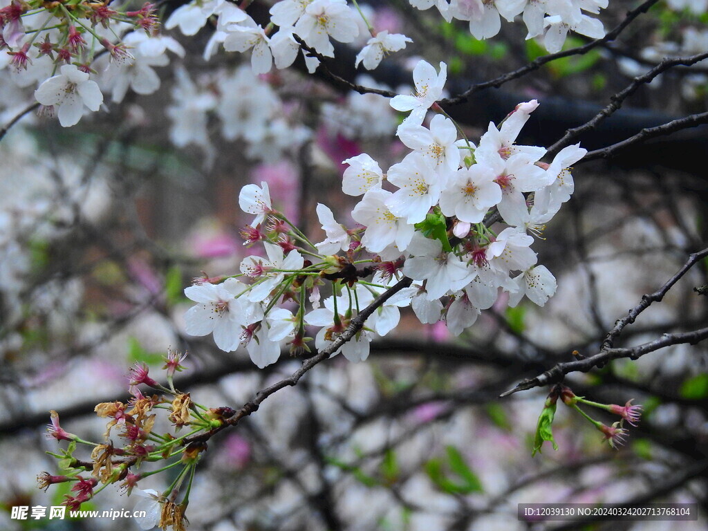 春天樱花摄影