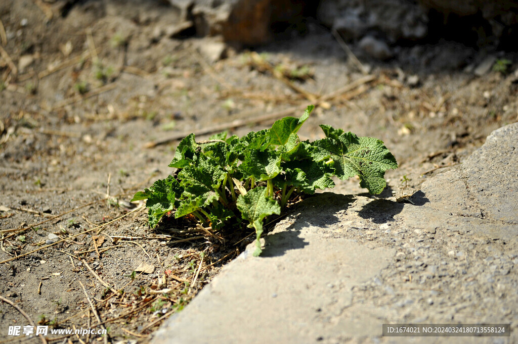 野菜