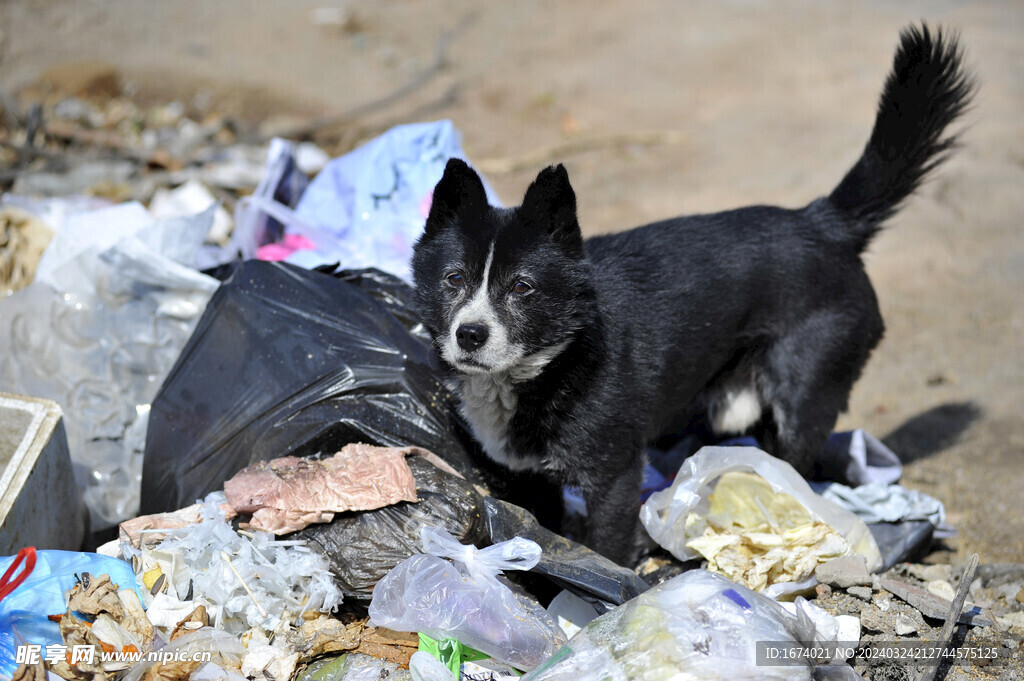 小黑犬