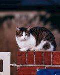 小猫