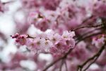 日本樱花