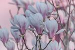 木兰花