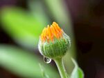 金盏花