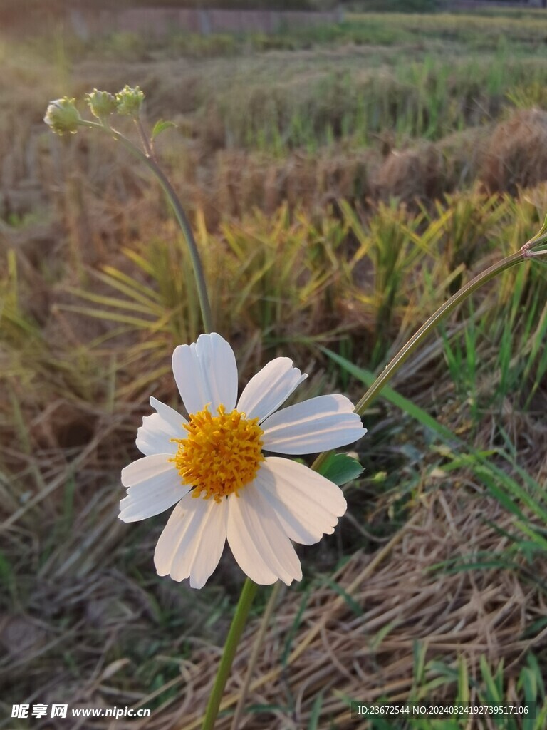 野花