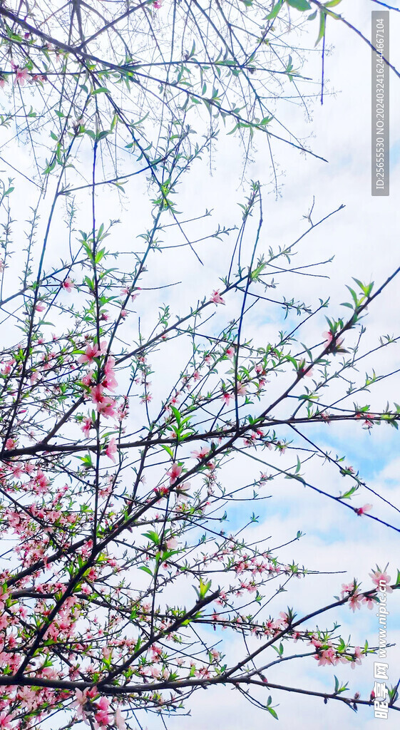 桃花背景