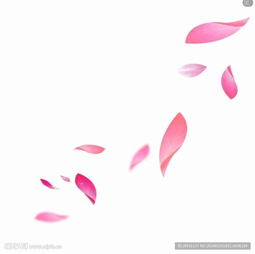 玫瑰花