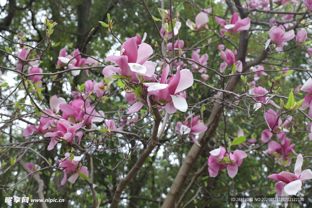 木棉花