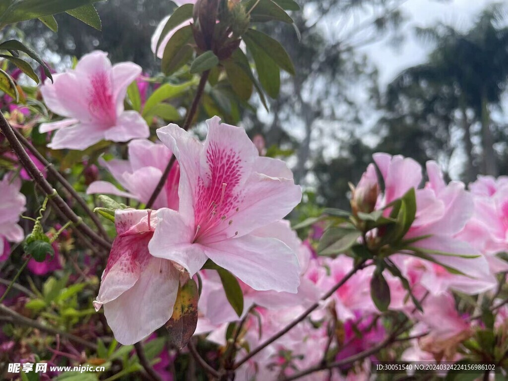 厦门-忠仑公园-杜鹃花
