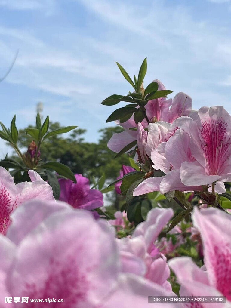 厦门-忠仑公园-杜鹃花