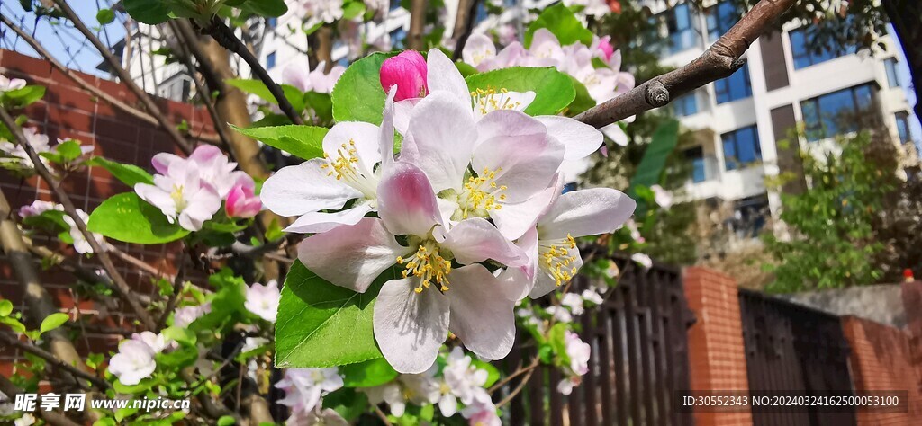 樱花