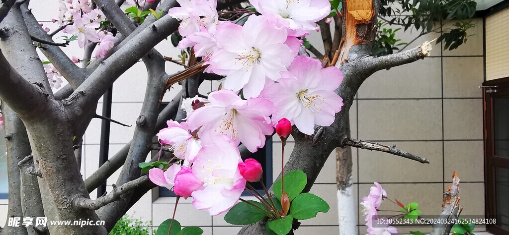 樱花