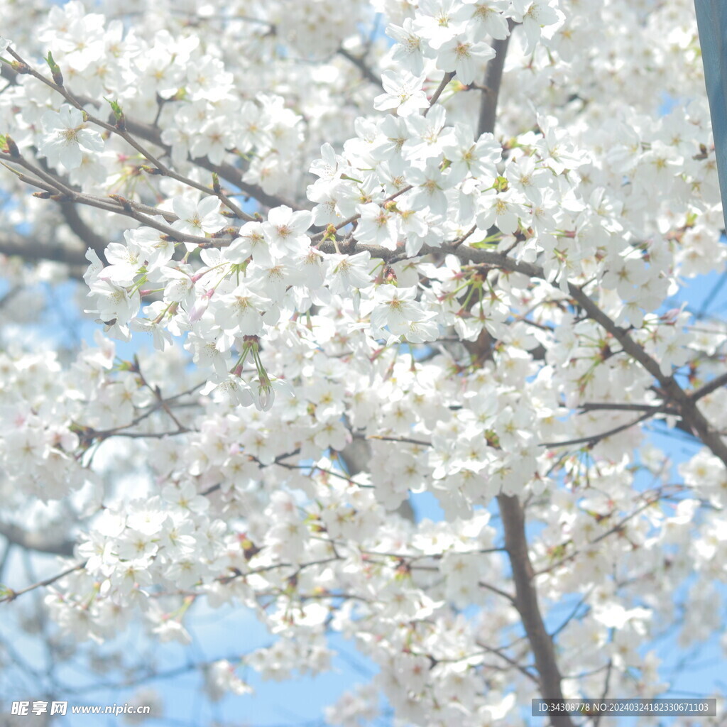 樱花