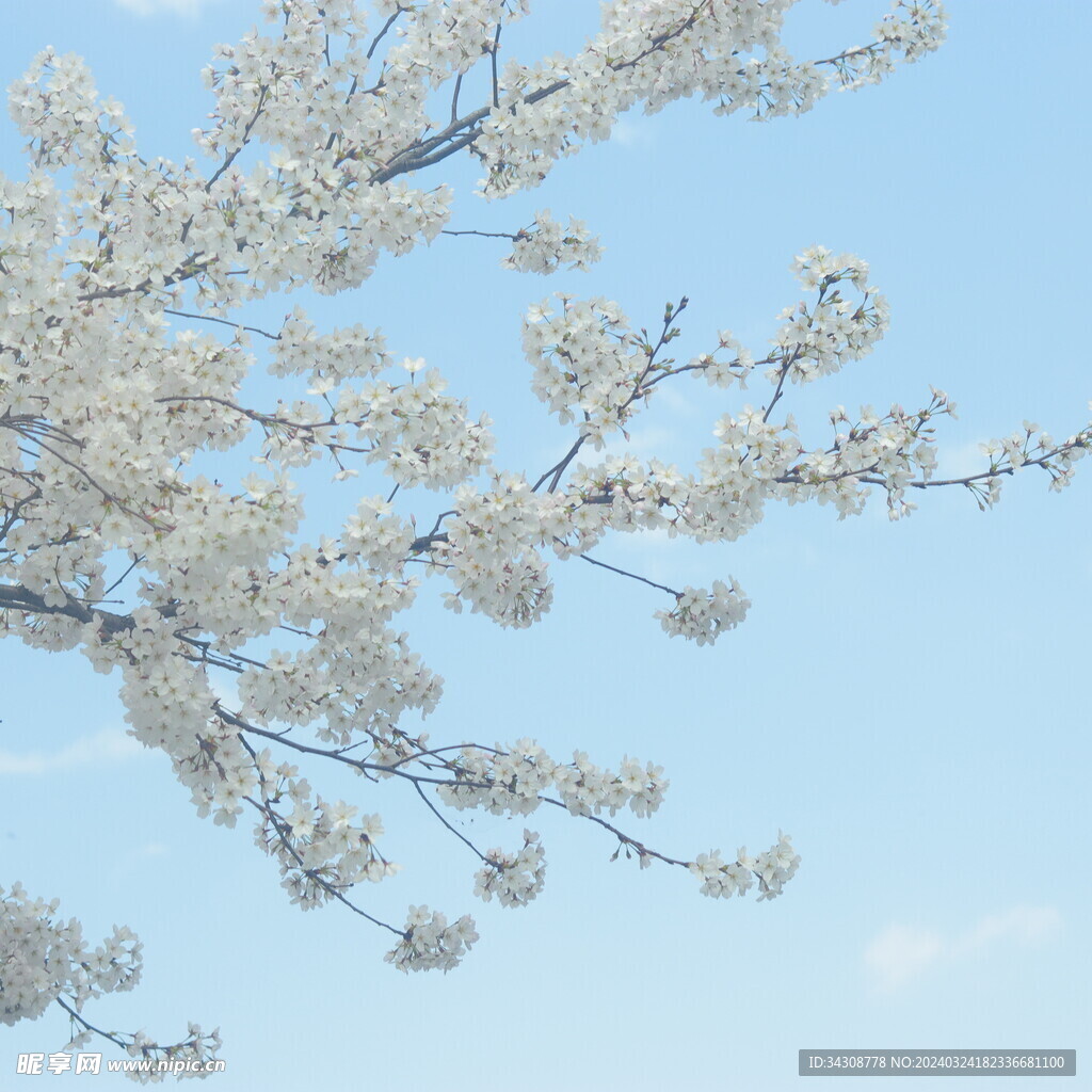 樱花