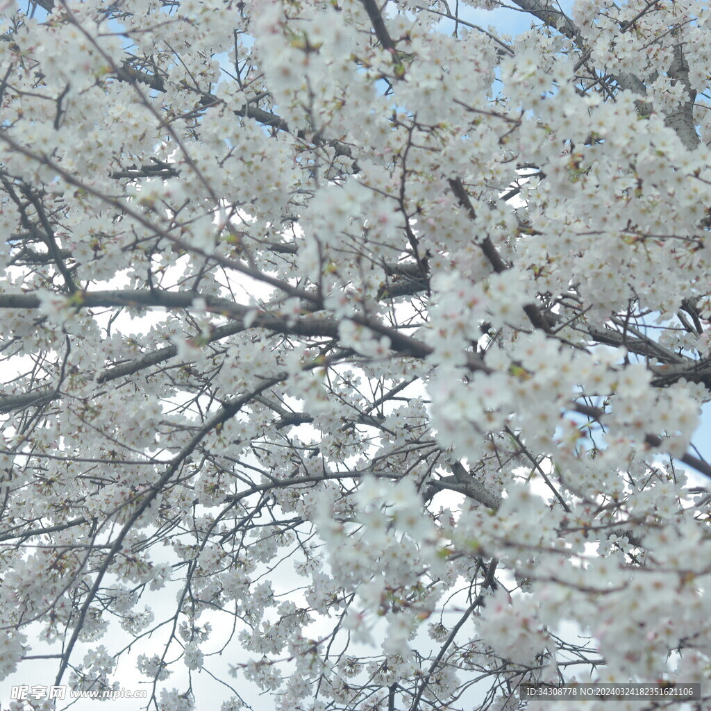 樱花