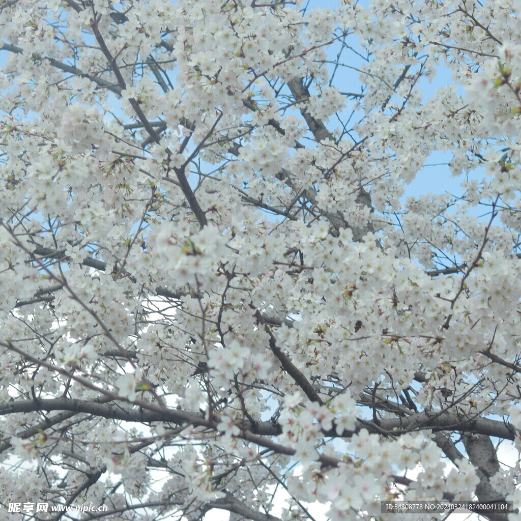 樱花
