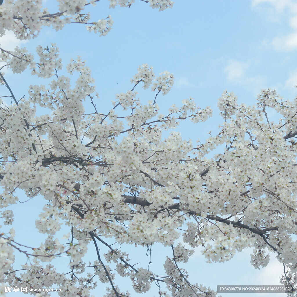 樱花