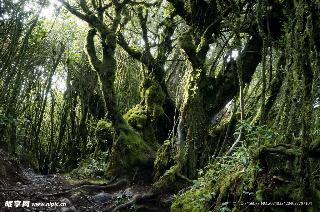 树木山林风景画