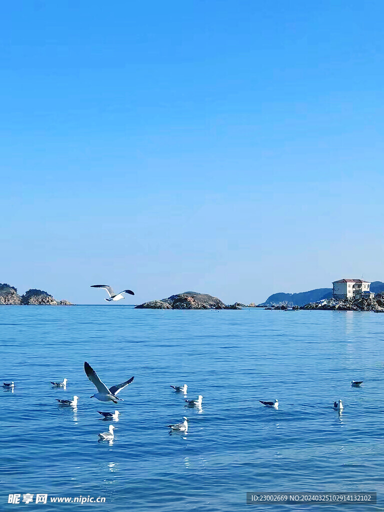 大海海鸥