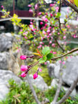 海棠花