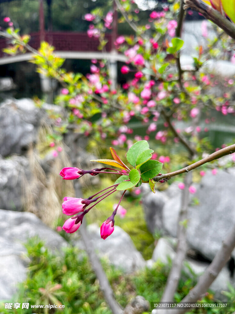 海棠花