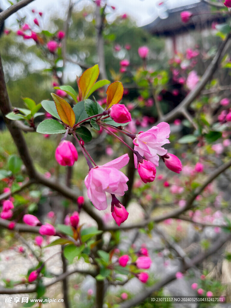 海棠花