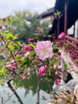 海棠花