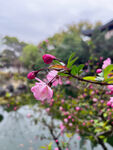 海棠花
