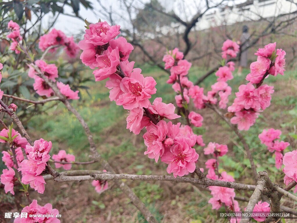 桃花