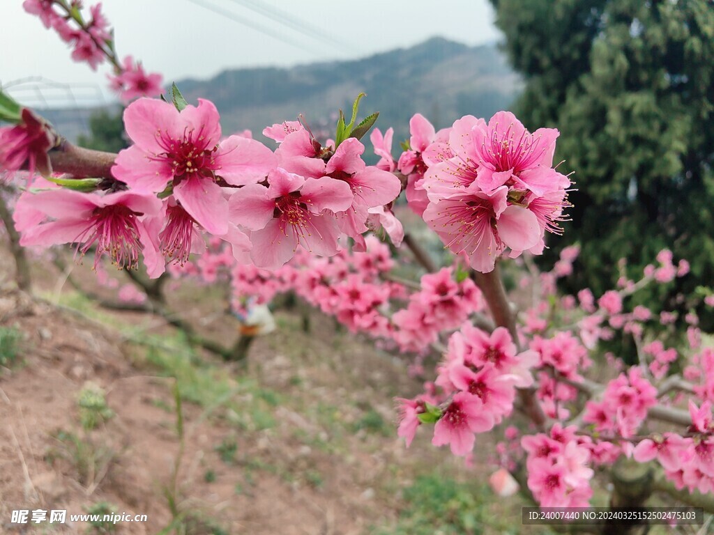 桃花