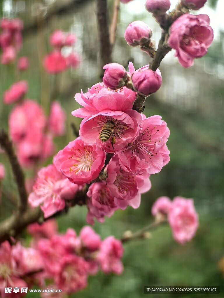 桃花开