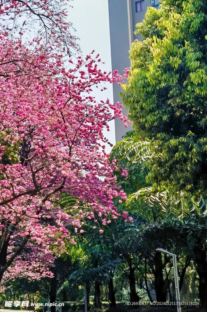 昆明樱花