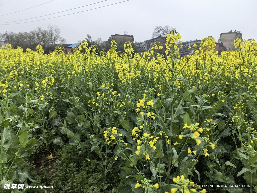 油菜花田