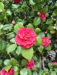 茶花